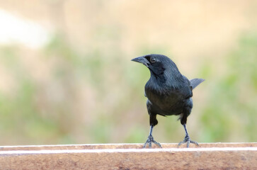  Chopi Blackbird Gnorimopsar chopi
