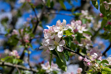 A beautiful blooming apple tree in a spring orchard