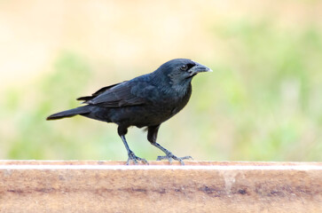  Chopi Blackbird Gnorimopsar chopi
