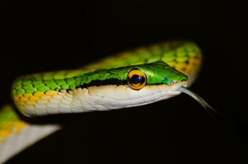 cobra verde, azul&atilde;o b&oacute;ia 