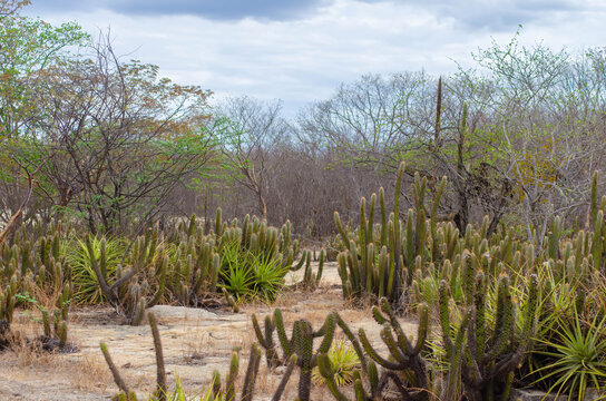 paisagem caatinga nordestina 