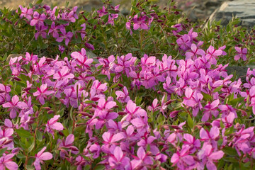 Wilderness Fireweed flowers seen in northern Yukon Territory during summer time. 