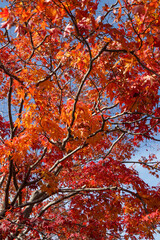 日本楓の紅葉