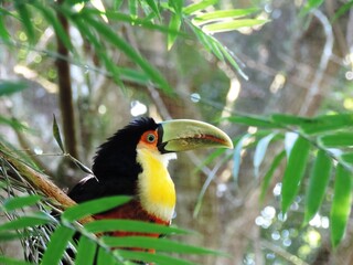 Toucan in the forest - Ramphastos dicolorus