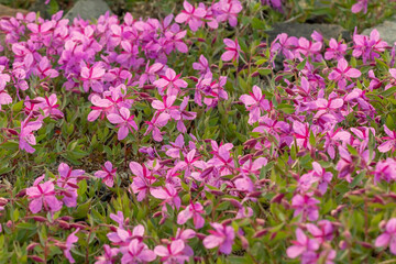 Dwarf Fireweed flowers in arctic Canada during summer time. 