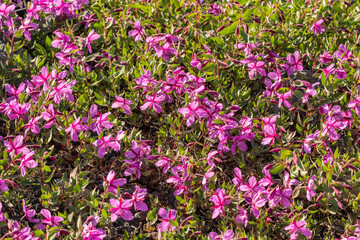 Wild pink purple flowers seen in northern Canada during summer. Dwarf Fireweed. 