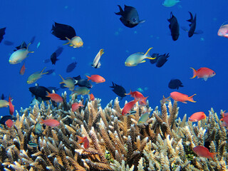 Naklejka na ściany i meble Indonesia Alor Island - Colorful coral reef with fish