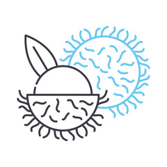 rambutan line icon, outline symbol, vector illustration, concept sign