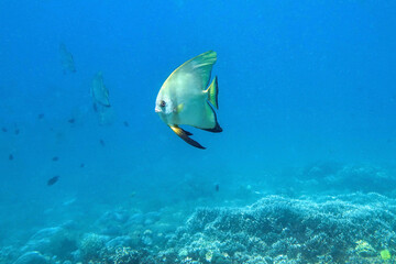 Fototapeta na wymiar Indonesia Sumbawa - Group Longfin batfish - Platax teira