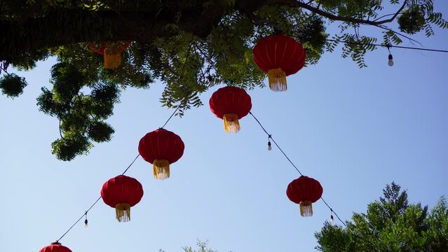 Tilt down red Chinese lantern hang in tree under blue sky day