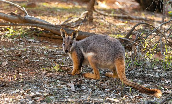 Yellow-footed Rock Wallaby