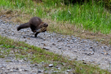 Wild animal Martes foina, running away. The Czech republic.