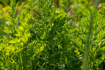 Green carrots while growing in the field