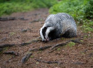 Eurasian Badger in the forest. Bohemian-Moravian highlands. © Ji
