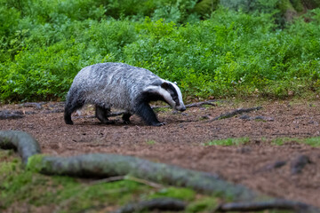 Eurasian Badger in the forest. Bohemian-Moravian highlands. © Ji