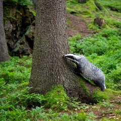 Eurasian Badger in the forest. Bohemian-Moravian highlands. © Ji
