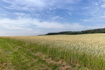 Fototapeta na wymiar Agricultural wheat field with unripe wheat