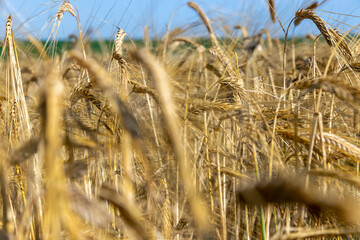 Fototapeta premium ripe wheat harvest in summer