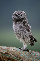 Little Owl. Bohemian Moravian Highland field. The Czech republic.
