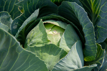 An agricultural field where white cabbage is grown