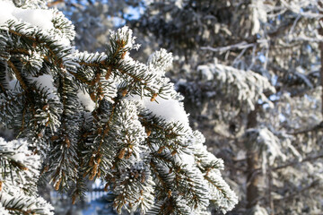 Close-up of spruce branches all covered in snow and drizzle.
