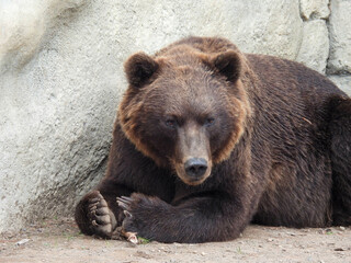 Obraz na płótnie Canvas Alaska coastal brown bear chewing on a bone