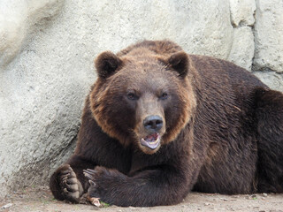 Alaska coastal brown bear chewing on a bone