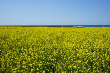 field of yellow rapeseed in gapado island