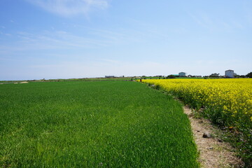 rape blossom and green barley in gapado island