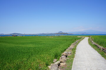 green barley field in gapado island