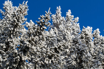 Winter tops spruce in the snow, winter forest.