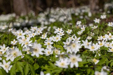 white spring anemones growing in the forest in spring