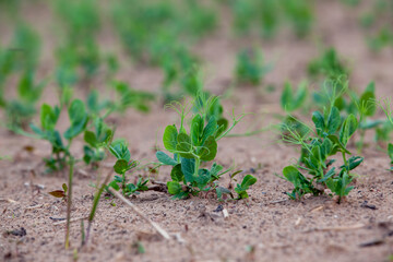 Green pea sprouts in the field