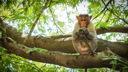 Monkey 