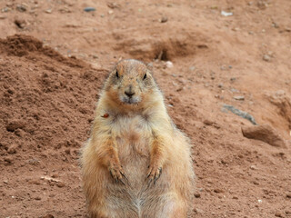 Black tailed praire dog on alert