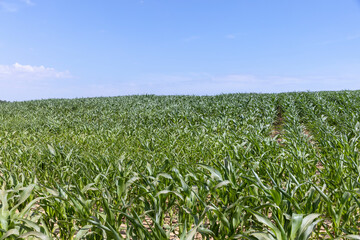 Fototapeta na wymiar an agricultural field where young green corn grows