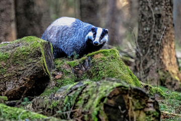 Eurasian Badger in the forrest. Bohemian-Moravian highlands. © Ji