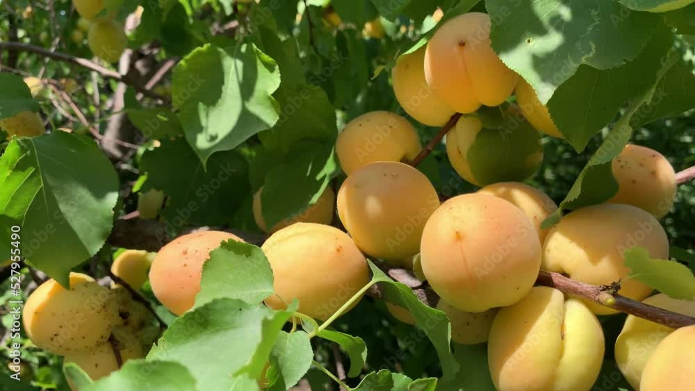 Poster apricots on apricot tree. summer fruits. ripe apricots on a tree branch. close up