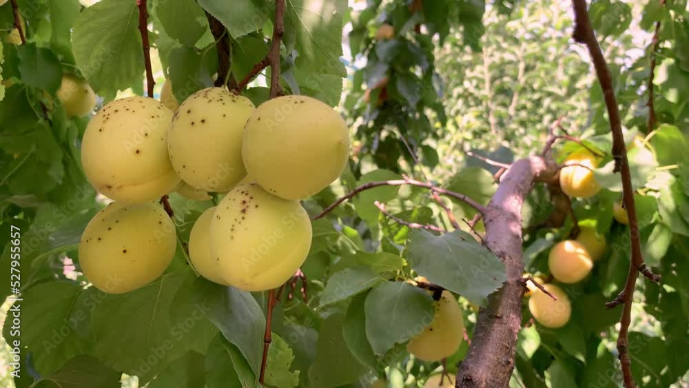 Poster Apricots on apricot tree. Summer fruits. Ripe apricots on a tree branch. Close up