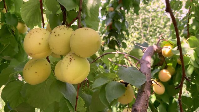 Apricots on apricot tree. Summer fruits. Ripe apricots on a tree branch. Close up