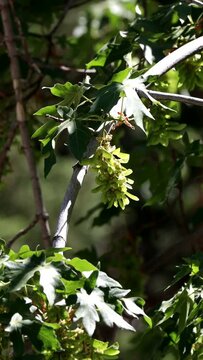 Green immature trichomatic indehiscent samara fruit of Bigleaf Maple, Acer Macrophyllum, Sapindaceae, native monoecious deciduous tree in the San Bernardino Mountains, Transverse Ranges, Summer.