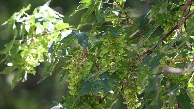 Green immature trichomatic indehiscent samara fruit of Bigleaf Maple, Acer Macrophyllum, Sapindaceae, native monoecious deciduous tree in the San Bernardino Mountains, Transverse Ranges, Summer.