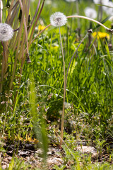 A field with a large number of dandelions in the summer