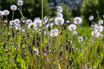 A field with a large number of dandelions in the summer