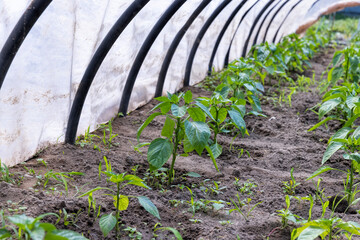 growing peppers in a homemade greenhouse