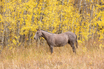 Quarter Horse Yearling in the Fall