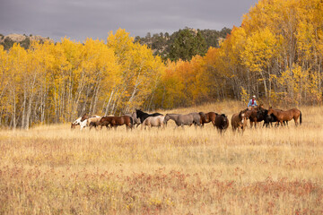Horses in Fall Trees