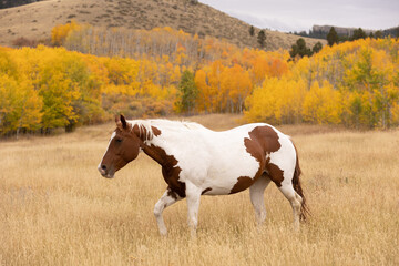 Paint Horse in the Mountains in the Fall