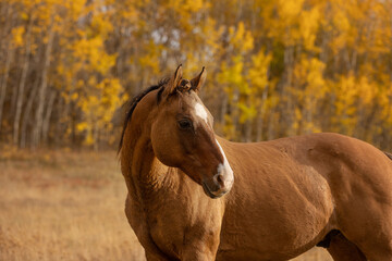Horse Headshot with a Fall Background - obrazy, fototapety, plakaty
