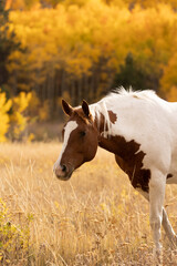 Horse Headshot with a Fall Background